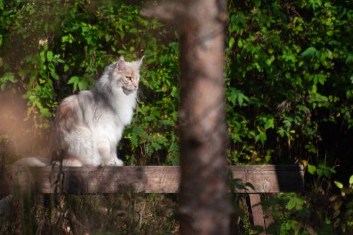 Ragamuffin otoczony przez ludzi