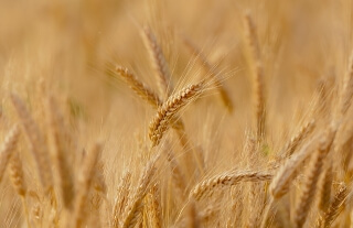 harvest